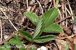 Photo: Potentilla sterilis