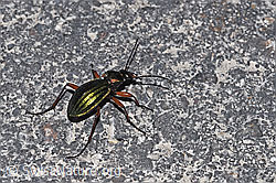 Goldglänzender Laufkäfer (Carabus auronitens) (F291389)