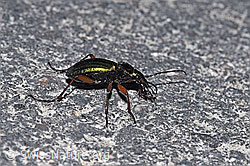 Goldglänzender Laufkäfer (Carabus auronitens) (F291391)