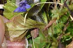 Ajuga reptans (F291911) Ajuga reptans (F291911)