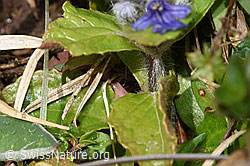 Ajuga reptans (F291912) Ajuga reptans (F291912)