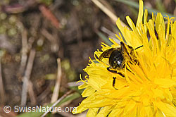 Andrena humilis on Taraxacum officinale (F291918) Andrena humilis on Taraxacum officinale (F291918)