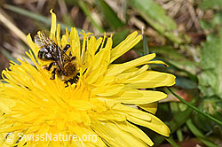Andrena humilis on Taraxacum officinale (F291920) Andrena humilis on Taraxacum officinale (F291920)