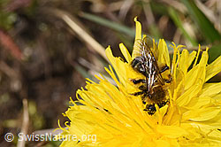 Andrena humilis on Taraxacum officinale (F291921) Andrena humilis on Taraxacum officinale (F291921)