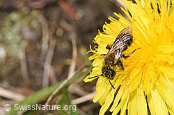 Gewöhnliche Dörnchensandbiene (Andrena humilis)