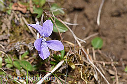 Hain-Veilchen (Viola riviniana) (F291940) Hain-Veilchen (Viola riviniana) (F291940)