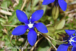 Frühlings-Enzian (Gentiana verna) (F291949) Frühlings-Enzian (Gentiana verna) (F291949)