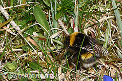 Dunkle Erdhummel (Bombus terrestris) (19.04.2025, F291950)