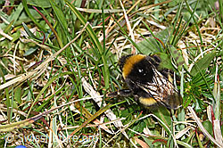 Bombus terrestris (F291952)