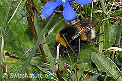Bombus terrestris (F291954)