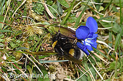 Dunkle Erdhummel (Bombus terrestris) an Frühlings-Enzian (Gentiana verna) (F291958) Dunkle Erdhummel (Bombus terrestris) an Frühlings-Enzian (Gentiana verna) (F291958)