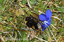 Dunkle Erdhummel (Bombus terrestris) an Frühlings-Enzian (Gentiana verna) (F291960) Dunkle Erdhummel (Bombus terrestris) an Frühlings-Enzian (Gentiana verna) (F291960)