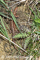 Waldeidechse (Zootoca vivipara) (F291967) Waldeidechse (Zootoca vivipara) (F291967)