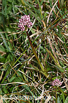 Sumpf-Baldrian (Valeriana dioica) (F291974)