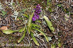 Männliches Knabenkraut (Orchis mascula) (F291982)