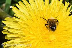 Andrena humilis on Taraxacum officinale (F291985) Andrena humilis on Taraxacum officinale (F291985)