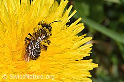 Andrena humilis on Taraxacum officinale (F291986) Andrena humilis on Taraxacum officinale (F291986)