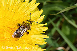 Andrena humilis on Taraxacum officinale (F291988) Andrena humilis on Taraxacum officinale (F291988)