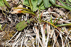Feld-Sandlaufkäfer (Cicindela campestris) (F291998) Feld-Sandlaufkäfer (Cicindela campestris) (F291998)
