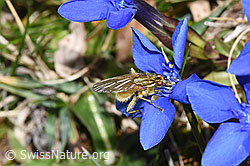 Gelbe Dungfliege (Scathophaga stercoraria) auf Frühlings-Enzian (Gentiana verna) (F292003) Gelbe Dungfliege (Scathophaga stercoraria) auf Frühlings-Enzian (Gentiana verna) (F292003)