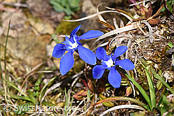 Gentiana verna (F292006)