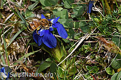Westliche Honigbiene (Apis mellifera) auf Schwarzdorn (Prunus spinosa)