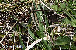Pyrausta nigrata (Rüsselzünsler) (F292020)