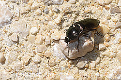 Glanzschnellkäfer (Selatosomus aeneus) (F292071)