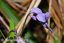 Hain-Veilchen (Viola riviniana) (F292079)