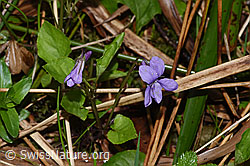 Hain-Veilchen (Viola riviniana) (F292087)