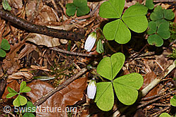 Wald-Sauerklee (Oxalis acetosella) (21.04.2025, F292091)
