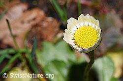 Gänseblümchen (Bellis perennis) (21.04.2025, F292093)
