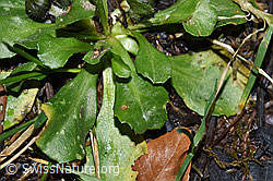 Bellis perennis (F292094)