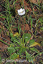 Gänseblümchen (Bellis perennis) (21.04.2025, F292096)