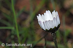 Bellis perennis (F292098)