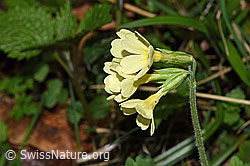 Wald-Schlüsselblume (Primula elatior) (21.04.2025, F292103)