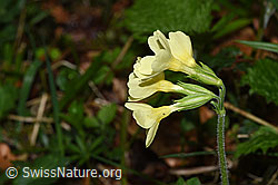 Primula elatior (F292104)