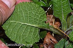 Primula elatior (F292107)
