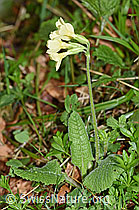 Wald-Schlüsselblume (Primula elatior) (21.04.2025, F292111)