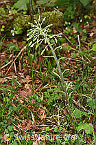 Weisse Pestwurz (Petasites albus) (F292119) Weisse Pestwurz (Petasites albus) (F292119)