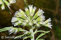 Weisse Pestwurz (Petasites albus) (F292120) Weisse Pestwurz (Petasites albus) (F292120)