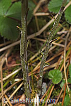 Tussilago farfara (F292122)