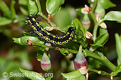 Heidelbeere (Vaccinium myrtillus)