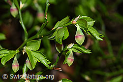 Heidelbeere (Vaccinium myrtillus) (F292152) Heidelbeere (Vaccinium myrtillus) (F292152)