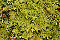F292156: Gewöhnliches Thujamoos (Thuidium tamariscinum)