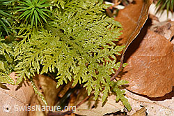 F292159: Gewöhnliches Thujamoos (Thuidium tamariscinum)