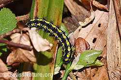 Schönbär Raupe (Callimorpha dominula) (F292183)