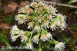 Weisse Pestwurz (Petasites albus) (F292204) Weisse Pestwurz (Petasites albus) (F292204)