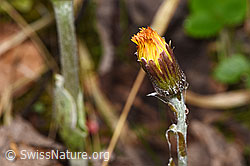 Tussilago farfara (F292211)
