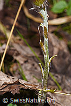 Tussilago farfara (F292212)